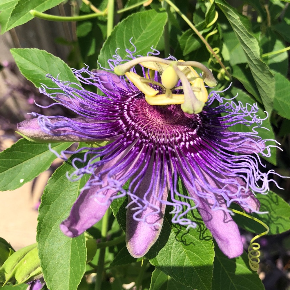 Meet your Posher, Tammy